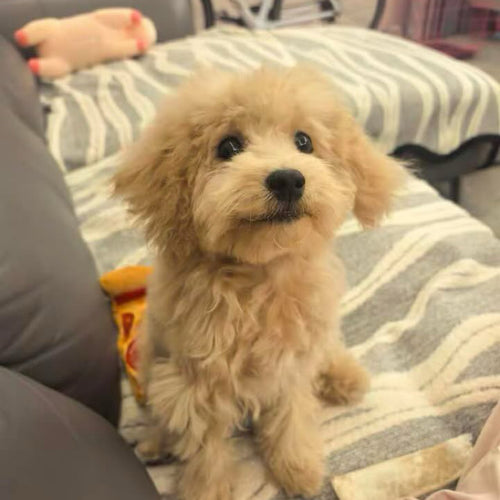 Custom Digital-Leather Pet Charm